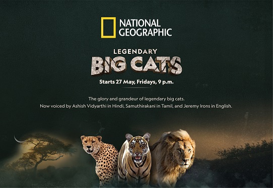 With Legendary Big Cats, I got an opportunity to bring a little bit of my  own personality to an all-new series on Nat Geo Wild; says Indian actor and  director Samuthirakani |