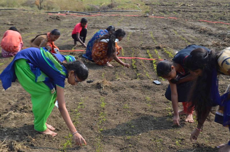 Students seen working in the Spinach fields