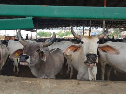 Gurgaon residents to get pure and unadulterated cow milk