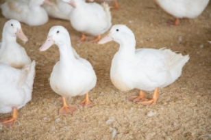 Maple Leaf Farms, Inc. Launches Enhanced Strain of Parent Stock for INDUX® Integrated Duck Production System