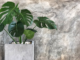 Choosing the Right Outdoor Stone Planter for Your Plant