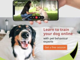 Supertails.com introduces pet training services for pet parents on this Teacher’s Day