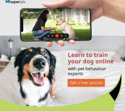 Supertails.com introduces pet training services for pet parents on this Teacher’s Day