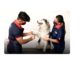 Veterinary Services at Zigly