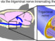 The Nose-Brain Pathway: