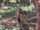 Nandan Kanan Zoological Park must visit place in Odisha