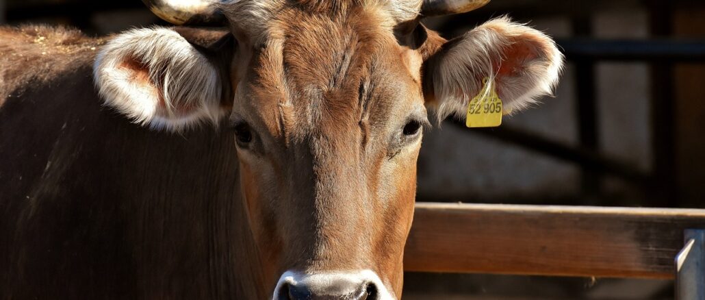 cow-3383624_1280 What Are The Benefits Of A Farm Livestock Weighing System?
