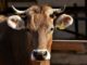 What Are The Benefits Of A Farm Livestock Weighing System?