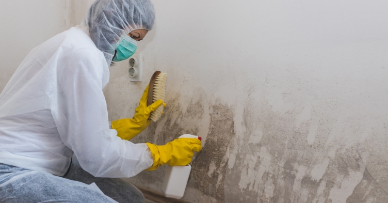 moldremediationhowtoremovemoldsafely Mold Remediation: How to Remove Mold Safely