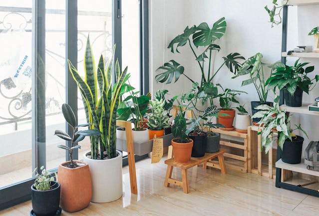 pexels-huy-phan-316220-3076899 How to Improve Your Garden