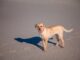 Cushing’s syndrome in Dogs: Cause and Treatments