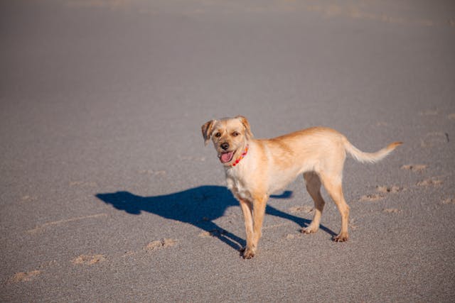 pexels-sebastian-angarita-188980555-32540883 Cushing’s syndrome in Dogs: Cause and Treatments