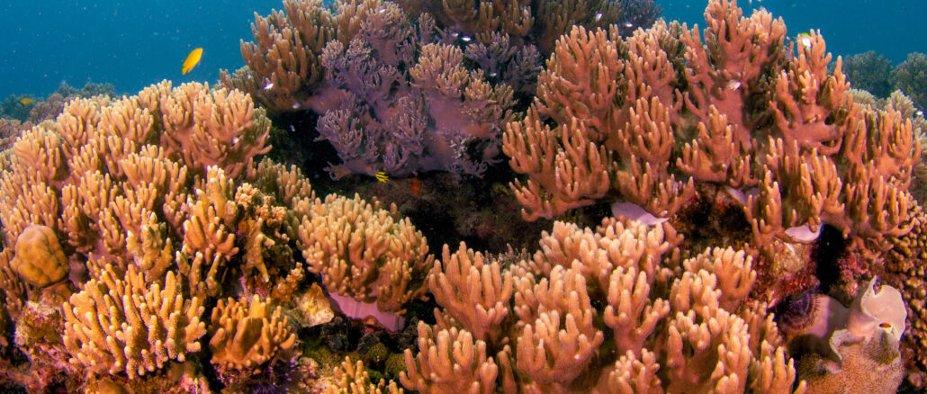 Bitaug Marine Protected Area Bitaug Marine Protected Area