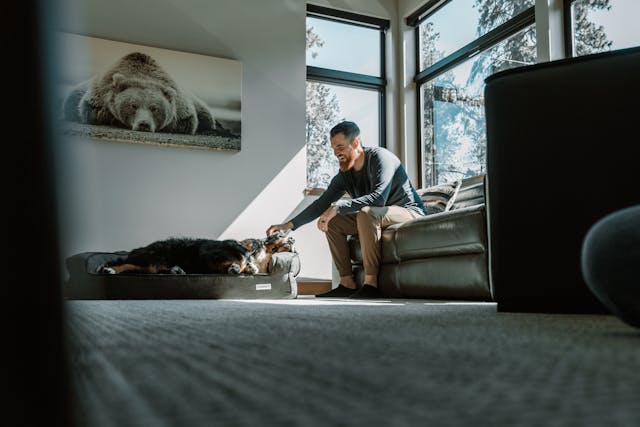 pexels-impact-dog-crates-1789722873-28860757 window manufacturers