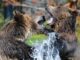 WILDLIFE