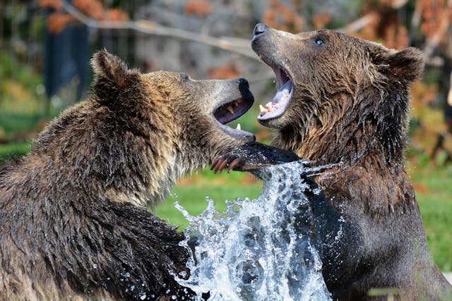WILDLIFE