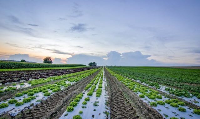 agricultural interests, Agriculture, bio-bitumen from agri-waste