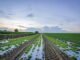 Agriculture