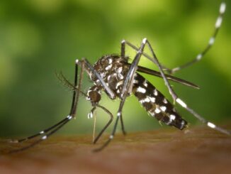 dengue