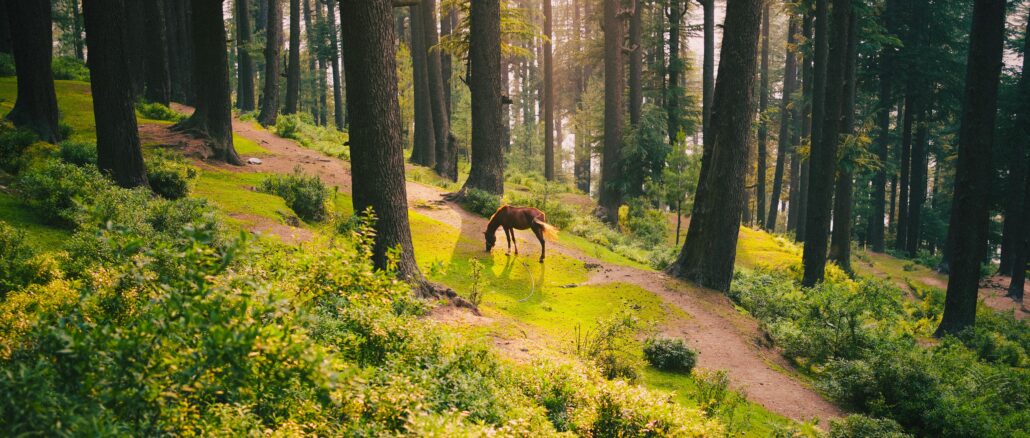 Sustainable Tourism in India: What the Numbers Reveal About Eco-Travel in 2025