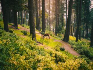 Sustainable Tourism in India: What the Numbers Reveal About Eco-Travel in 2025