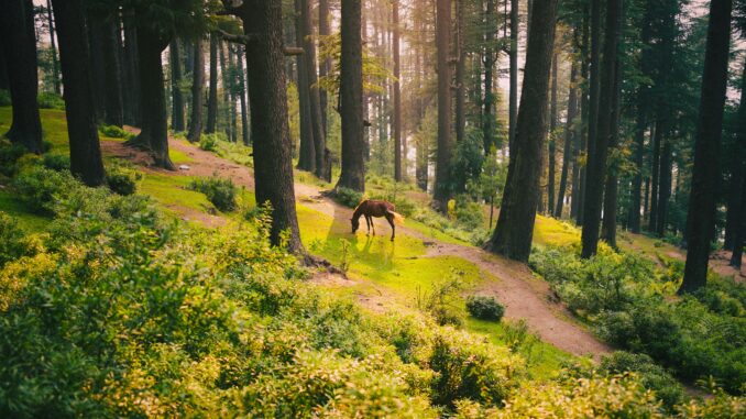 Sustainable Tourism in India: What the Numbers Reveal About Eco-Travel in 2025