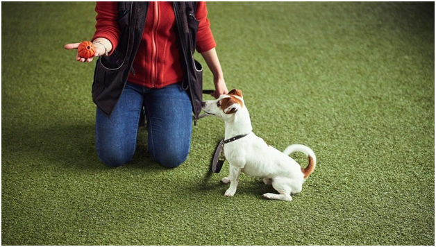 Selecting Among The Top 3 Best Puppy Trainers in Long Beach CA