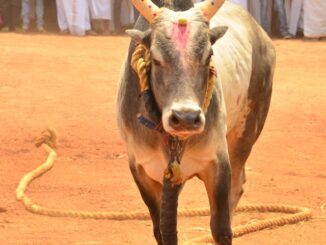 jallikatu
