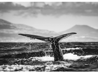 Whale Wallet Movements