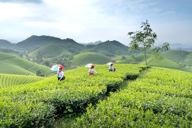 tea garden
