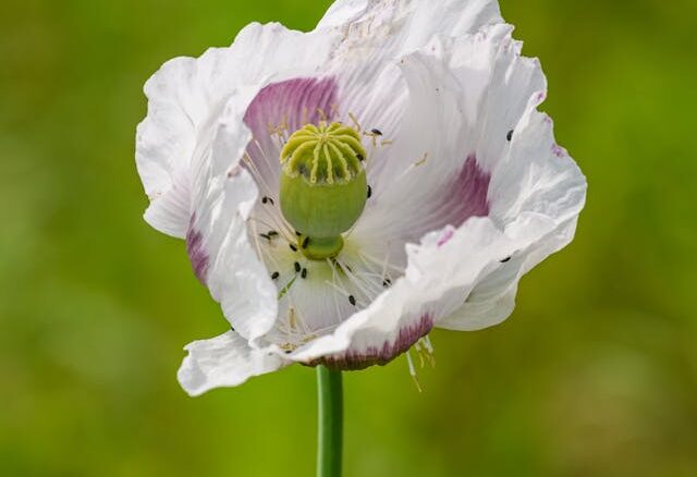 poppy