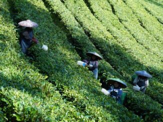 tea garden