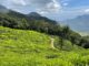 Discover Munnar: A Serene Travel Destination for Nature Lovers in 2026