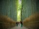 Kyoto Unveiled: Arashiyama