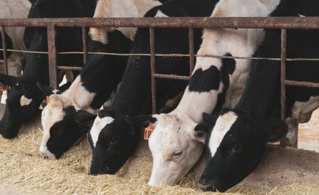 livestock