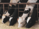 livestock