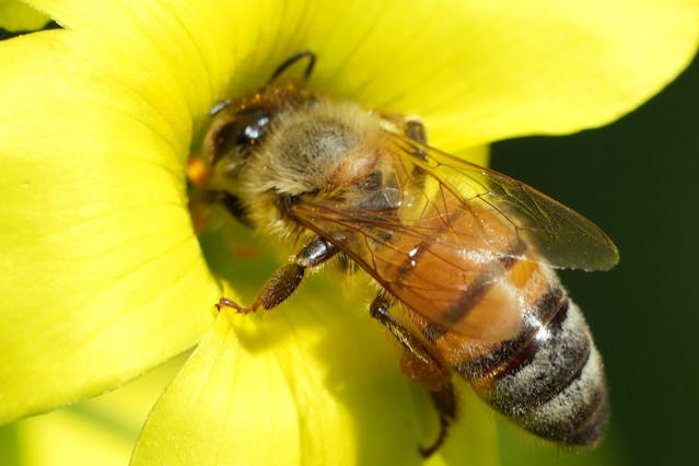 BEE