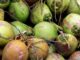 coconut production
