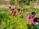 farming
