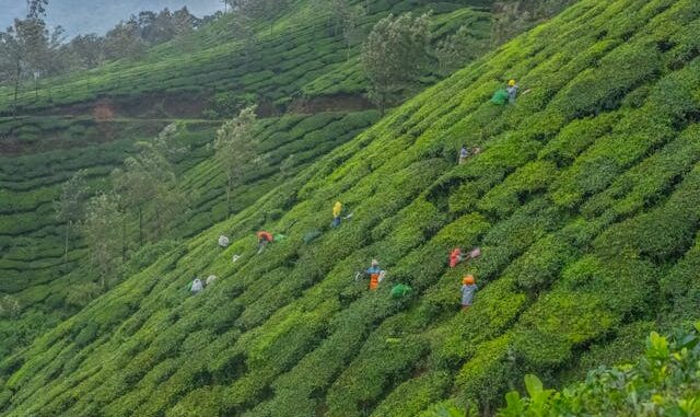 TEA EXPORT