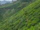 TEA EXPORT