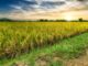 kharif crop