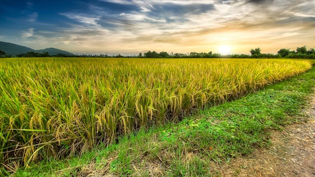 kharif crop