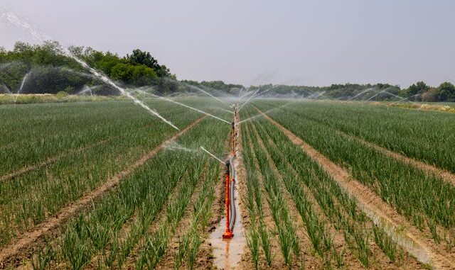 summer farming