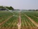 summer farming
