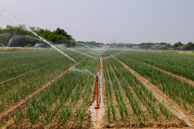 summer farming