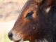 livestock