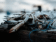 sea food