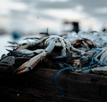 sea food