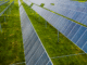 carbon credit